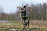 CANE CORSO 691